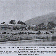 Mustering the beef herd at St Heliers, Muswellbrook, a training school for the more amenable delinquent boys [original caption]